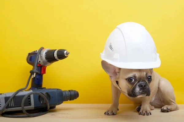 Bulldog Dog White Protective Construction Helmet Sits Wrenches Yellow Wall — Stock Photo, Image