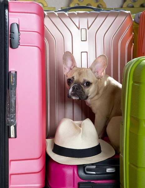 A Purebred puppy of French bulldog with a funny muzzle with big sad eyes sits posing up to the rose coloured suitcase with a vintage hat by its leg and looks into the camera. Studio horizontal photo.