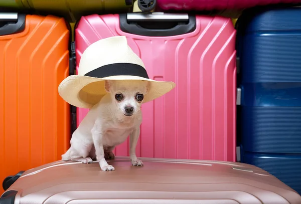 Safkan beyaz bir Chihuahua köpeği, komik bir şapkayla komik bir ağızlıkla ve büyük gözlerle büyük renkli bavulların arkasında kameraya dikkatlice bakarak poz veriyor..