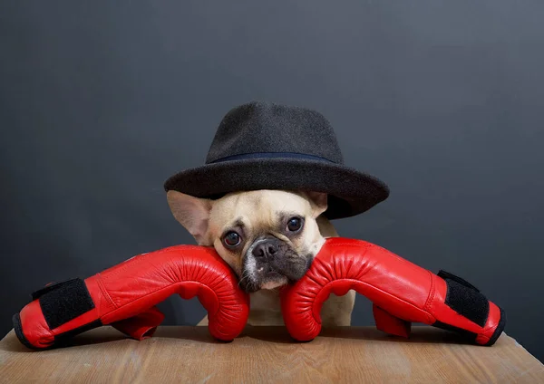 Französische Bulldogge Sitzt Roten Leder Boxhandschuhen Und Schwarzem Hut Auf — Stockfoto
