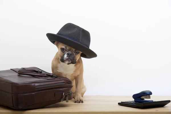 Stock image A bulldog dog sits next to a leather briefcase with a stylish black hat thrown over his head and looks into the camera. An accounting calculator and a stapler next to a dog as an office worker.