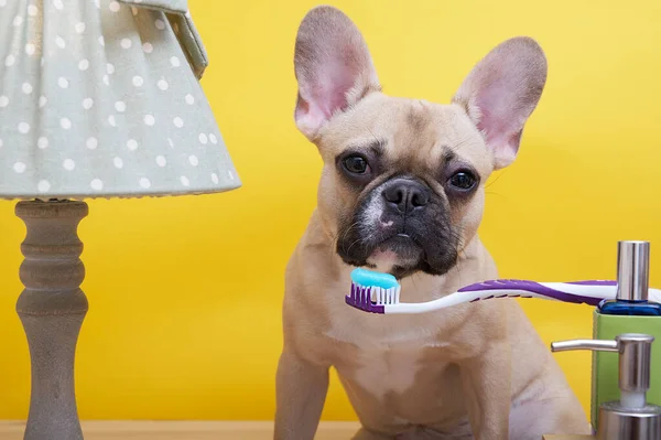 Bulldog Dog Brushes His Teeth While Sitting Electric Lamp Yellow — Stock Photo, Image