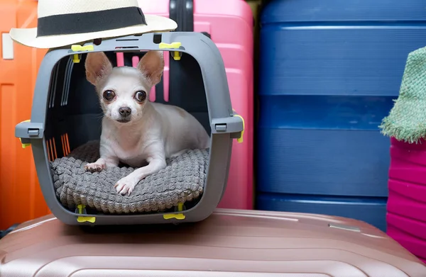 Chihuahua dog lies in a carrier and waits for the start of the journey, carefully looking into the camera. A small white dog lies in a carrier among large suitcases of different bright colors.