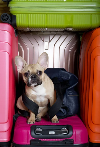 The bulldog dog put on a small backpack and sits among large suitcases, looking at the camera, waiting for an interesting trip. French bulldog among high suitcases of bright colors.