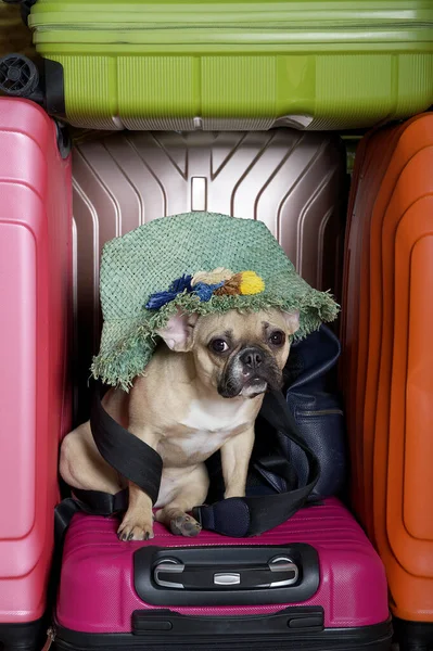 Bulldog dog among large suitcases waiting for an interesting journey. The French bulldog, wearing a stylish hat, sits among tall suitcases of bright colors and waits for the start of the trip.