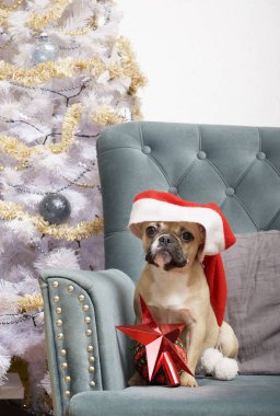 Noel Baba şapkalı bir bulldog, Noel ve yeni yıl beklentisiyle kırmızı yıldızlı bir sandalyede oturur. Yakınlarda güzel bir Noel ağacı var..