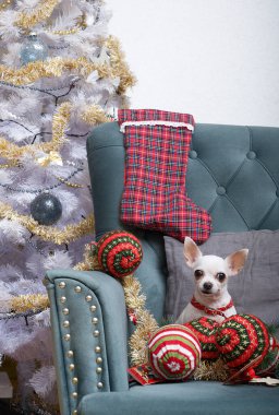 Küçük bir chihuahua köpeği büyük topların ve hediyeler için büyük bir çorabın arasında Noel 'i kutlamaya hazır, akıllı bir Noel ağacının yanında bir sandalyede oturur. Köpek Noel ve yeni yılı bekliyor..