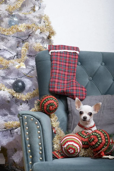 Small Chihuahua Dog Sits Chair Large Balls Big Sock Gifts — Stock Photo, Image