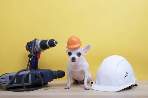 A small dog sits among electric construction tools next to a large white construction hard hat on a yellow background on Labor Day. White chihuahua posing in a small construction helmet.