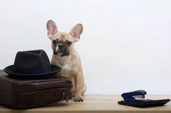 A bulldog dog next to a leather business briefcase looks at the camera and next to it is a hat. Studio photo of a young dog with an expressive muzzle.
