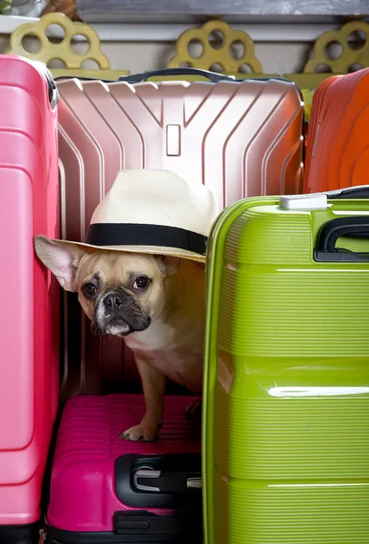 A bulldog dog in an elegant hat sits among large suitcases of bright colors and waits for the start of the journey. The French Bulldog is waiting for the start of the trip.