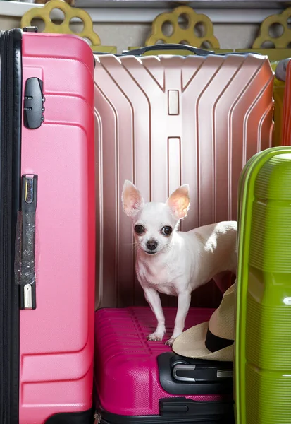 Chihuahua dog among large suitcases waiting for travel. A small white dog stands among tall suitcases of bright colors and waits for the start of the trip.