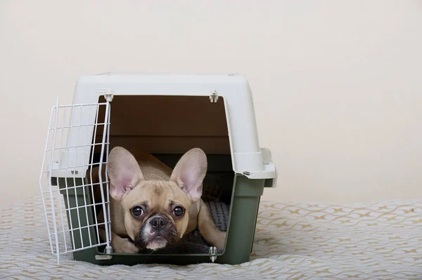 Bulldog Dog Lies Large Plastic Shipping Box Looks Warily Camera — Stock Photo, Image