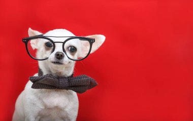 Gözlüklü ve papyonlu bir köpek kırmızı arka planda poz verirken kameranın fotoğraflarını çekiyor. Küçük akıllı chihuahua stüdyoda beyaz.