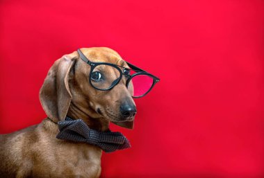 Gözlüklü ve papyonlu bir köpek kameraya bakar, kırmızı arka planda poz verir. Akıllı kızıl saçlı dachshund stüdyoda çekiliyor..