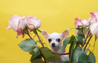 Siyah gözlü, burunlu, küçük beyaz bir Chihuahua köpeği doğum günü kutlamasından sonra yorgun düşmüş güzel güller arasında bir arka plan olarak sarı bir duvarla mutlu olmuştu. Partinin sonu..