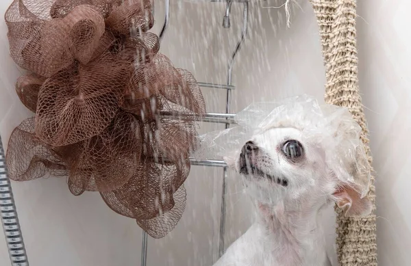 Vaso Cabina Ducha Con Gotas Agua Muestra Perro Chihuahua Acurrucado — Foto de Stock