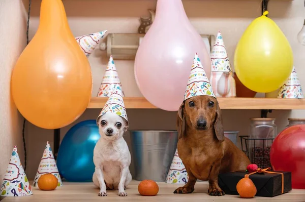 Dwa Psy Siedzą Świątecznym Wnętrzu Wśród Kolorowych Balonów Mandarynek Czepków — Zdjęcie stockowe