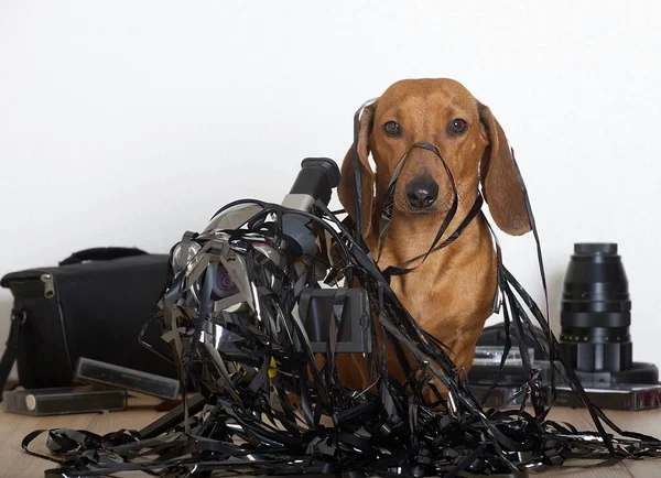 A hunting dog of the Dachshund breed sits entangled in a black thin video film, and an old film video camera stands nearby. A dog and a video camera got entangled in the tape.