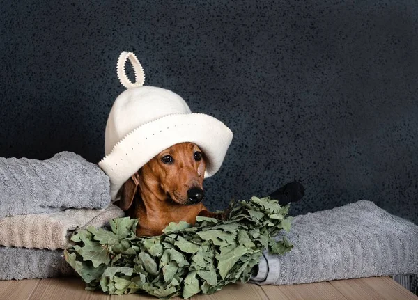 Dachshund hunting dog lies between a pile of large towels, an oak broom for a Russian bath, a bath hat and looks away. Photo of a red dog in a Russian bath on a black background.
