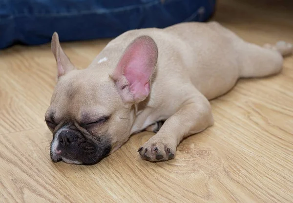 A young dog of the French Bulldog breed sleeps on a wooden floor, stretched out to its full height and resting its head comfortably on its paws. Studio photography of a resting dog.