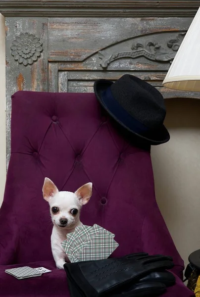 Chihuahua dog plays cards while sitting in a cozy chair and smiling. A small chihuahua plays cards recklessly while looking attentively into the camera.
