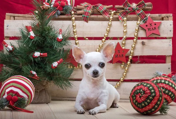 A purebred white chihuahua dog with funny muzzle has a rest next to the wooden structure wall at the farm house decorated with Christmas toys and posing looking to the camera. Christmas atmosphere.