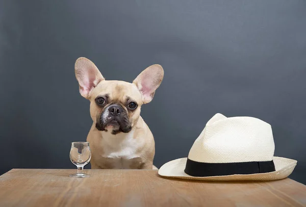 A bulldog dog with a funny black muzzle and nostalgia in big eyes sits posing at a wooden table with a glass of strong alcohol near a white hat against a gray wall. Complete lack of a positive outlook