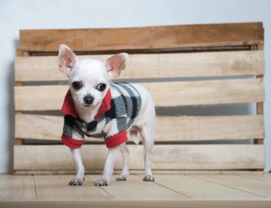 Komik ağızlıklı, küçük safkan beyaz bir chihuahua köpeği kışlık ekoseli takım elbise giyer ve sıcacık çiftlik evinin ahşap duvarının yanında durup poz verir. Komik köpeğin stüdyo fotoğrafı..