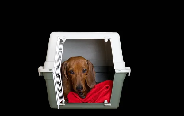 运送一只狗的过程 一只达申德犬的猎狗 躺在一个敞开的塑料运输箱里 悲伤地看着摄像机 那只狗在等待旅程的开始 — 图库照片
