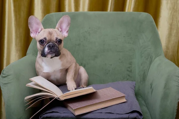 stock image The French Bulldog is reading with interest a book that lies open at its paws among other books from the home library. The dog reads literature in the living room.