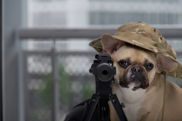 Saf, küçük bir Fransız bulldog köpeği, hava yumuşaklığında cephane ve silah arasında poz veriyor, askeri miğferin yanındaki kameraya bakıyor. Paintball oynamaya hazır mısın yoksa oturarak komik oyunu mu bekliyorsun?. 