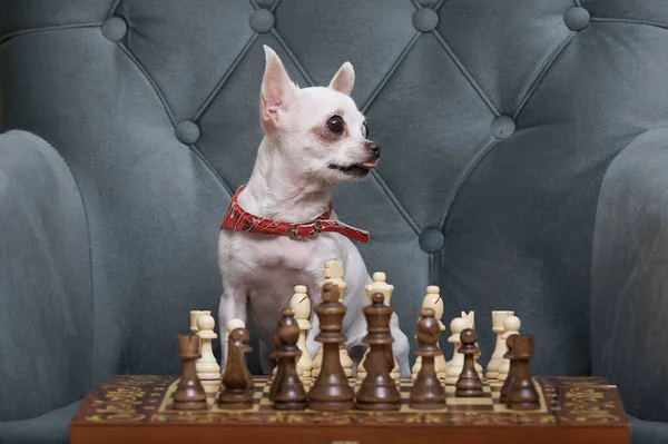 stock image A small chihuahua dog sits at the blue vintage armchair with chessboard on the table, with wooden chess pieces are placed and waits for the partner. A small dog looks into the right side attentively.