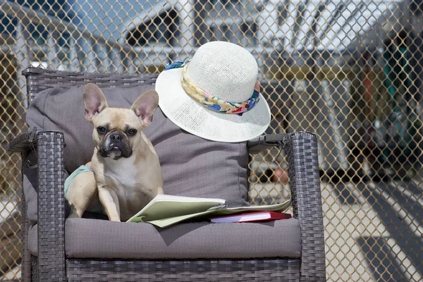 The purebred puppy of French Bulldog is reading with interest a book that lies open at its paws among other books, white hat on the armchair at the summer terrace with metal background.