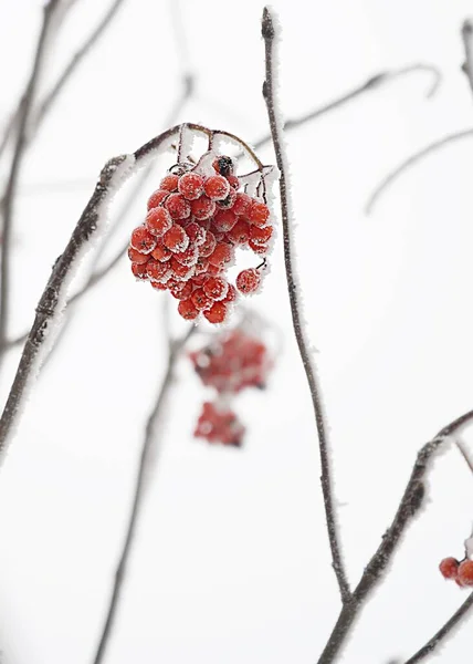 Red Rowan Berries Covered Ice Snow Tree Cloudy Weather Large — Stockfoto