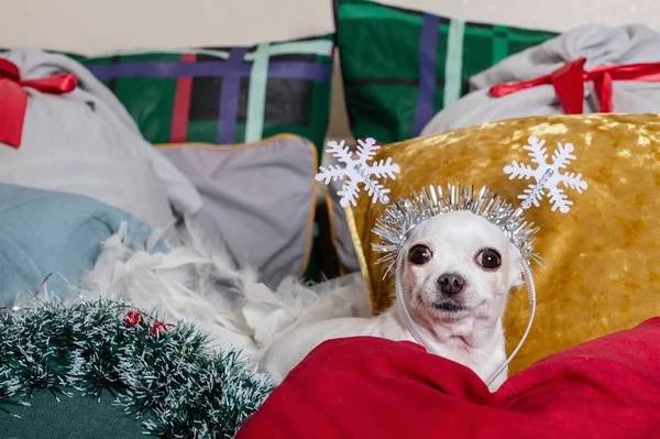 Chihuahua Pies Dekoracjami Świątecznymi Głowie Postaci Płatków Śniegu Leży Wśród — Zdjęcie stockowe