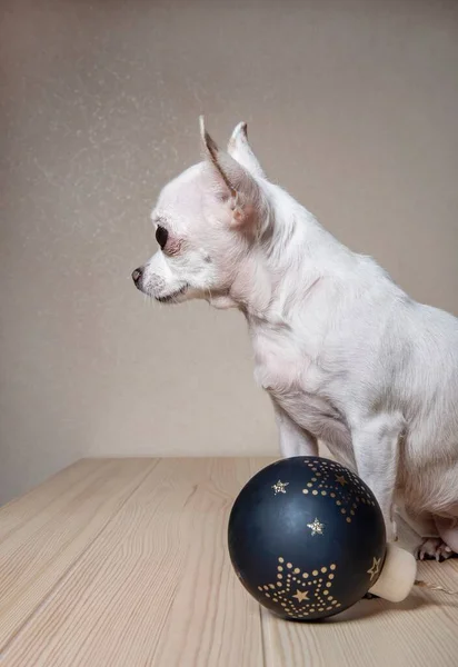 A white Chihuahua dog sits on a wooden textured surface. A Christmas toy hangs on the dog\'s neck - a black ball decorated with silver stars.