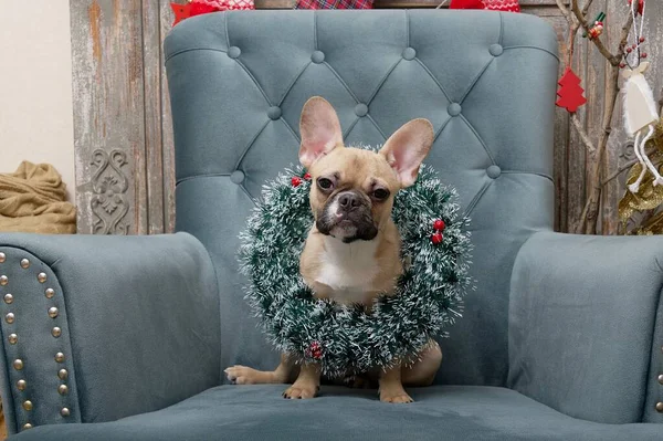French Bulldog Dog Wearing Large Christmas Wreath His Neck While — Stock Photo, Image