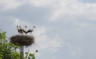 Mavi gökyüzüne karşı büyük bir yuvada duran leylek ailesi ve güzel beyaz bulutlar aile ve evin sembolü. Yaz güneşli hava.