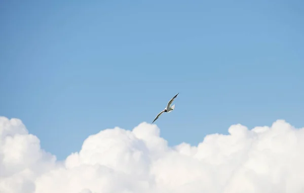 Amazing View Lonely Bird White Grey Plumage Flying Alone Open — Stock Photo, Image