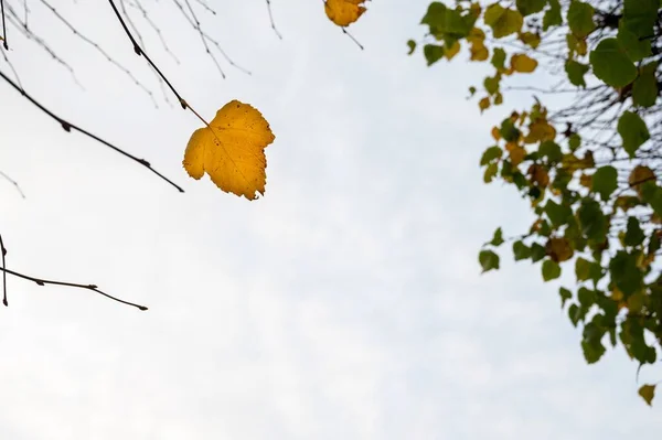 stock image A beautiful close-up view of an autumn nature. Few yellow-golden and green lives of brown trees situated under an open blue sky in the some park, composed to the roof or ceiling. No people photography