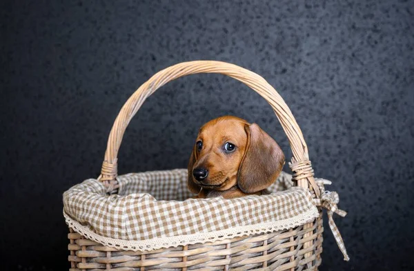 Young Puppy Dachshund Dog Poses Sitting Wicker Basket Gift Dark — Stock Photo, Image