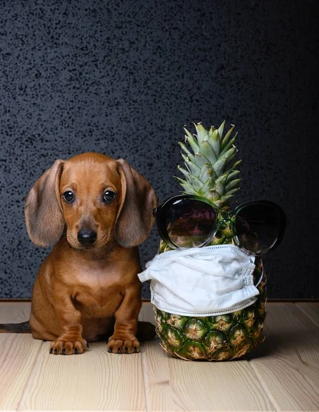 Ένα Μικρό Χαριτωμένο Dachshund Σκυλί Κάθεται Δίπλα Έναν Ανανά Φορώντας — Φωτογραφία Αρχείου