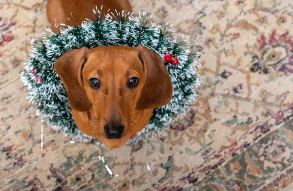 Red Haired Dachshund Center Christmas Wreath Looks Shooting Studio — Stock Photo, Image