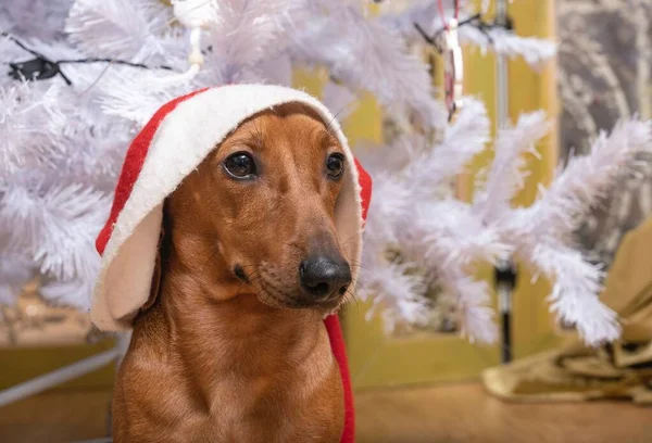 Ein Hund Mit Weihnachtsmütze Auf Dem Kopf Sitzt Vor Dem — Stockfoto