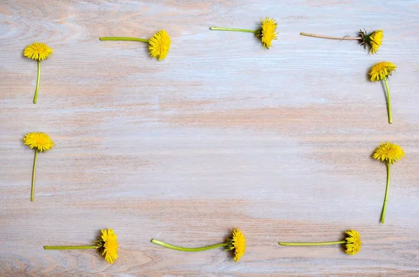 Place for text or information on a wooden textured surface and yellow dandelions around the edge for a positive mood. Beautiful frame for text.