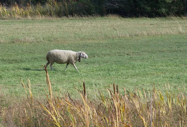 Одна Одинокая Белая Овца Ест Траву Рядом Золотыми Холмами Страны — стоковое фото