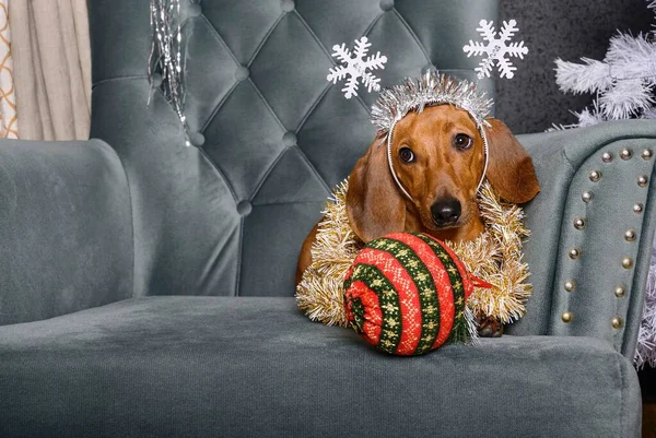 Ginger Dachshund Lies Armchair Living Room Christmas Decoration Its Neck — Stock Photo, Image