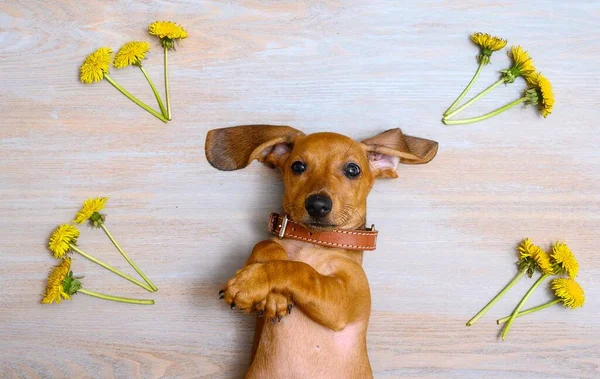 Dachshund hunting dog poses lying on its back among bouquets of yellow dandelions. Beautiful positive portrait of a dog that looks into the camera.