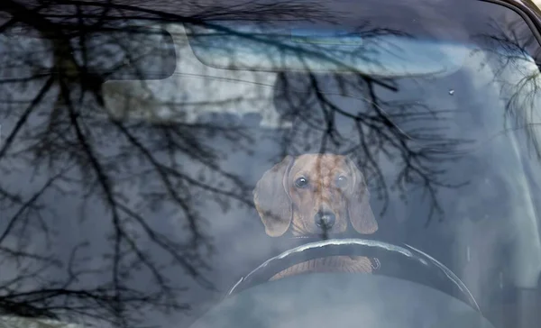 Dachshund cinsinden bir av köpeği büyük bir arabanın direksiyonunda oturur. Ön camın içinden ağaçları yansıtan bir manzara. Araba kullanan bir köpeğin fotoğrafı..